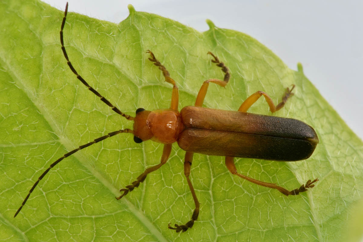 Cantharidae: Ancistronycha lucens